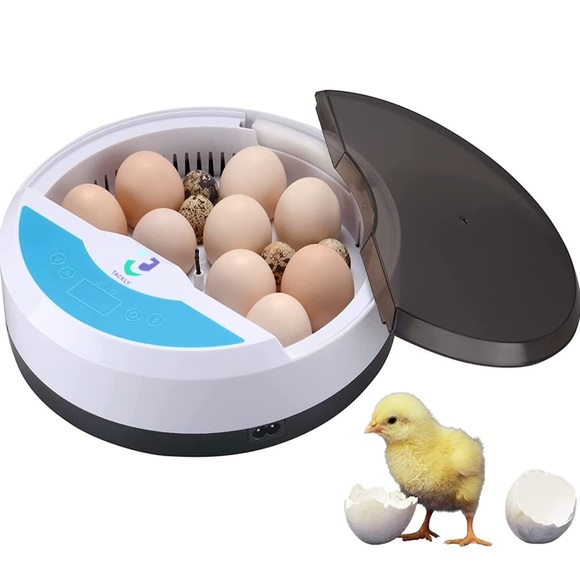 Incubator for eggs professionalsserre